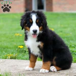 Casey, Bernese Mountain Dog Puppy